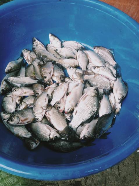 Hang ok hop voi gia tien