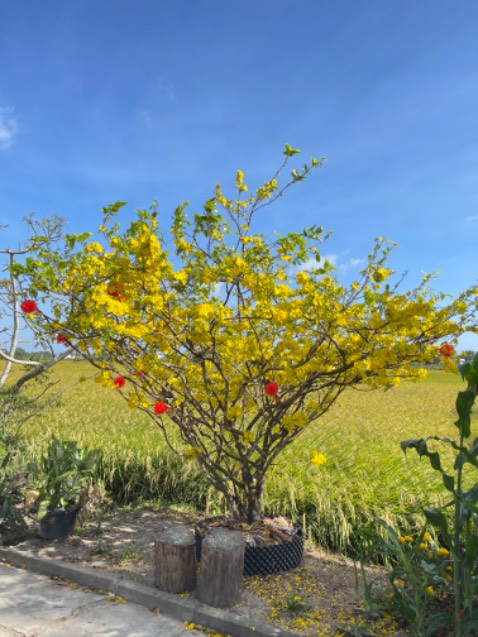 Không biết nhận xét gì làm đủ thủ tục thui