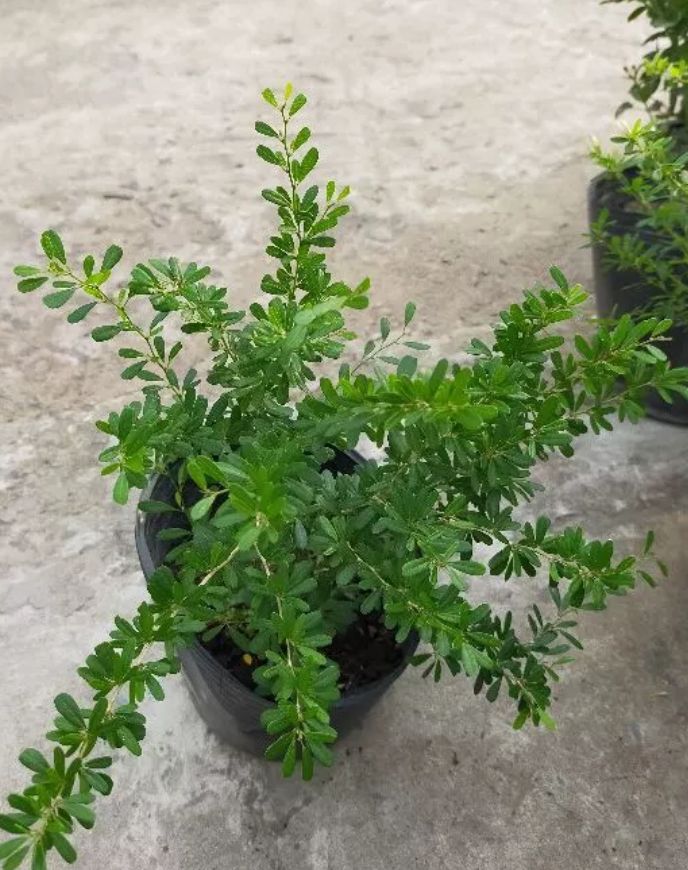 Ko đúng như quảng cáo. quá thấp, ko có dáng bonsai