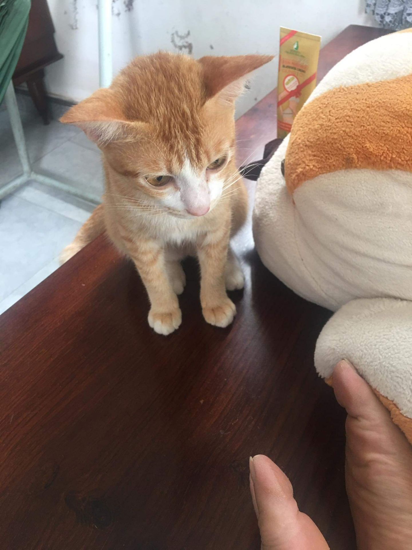 shop rep nhiệt tình nhưng sản phẩm này không dính được, dán vào da hay vải thì không dính 1 tí nào luôn. 3 sao vì shop tư vấn nhanh chứ sản phẩm là 0 sao ạ.