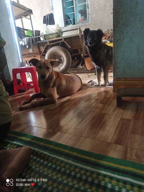 Giao hàng nhanh ạ chưa sử dụng nên ko biết