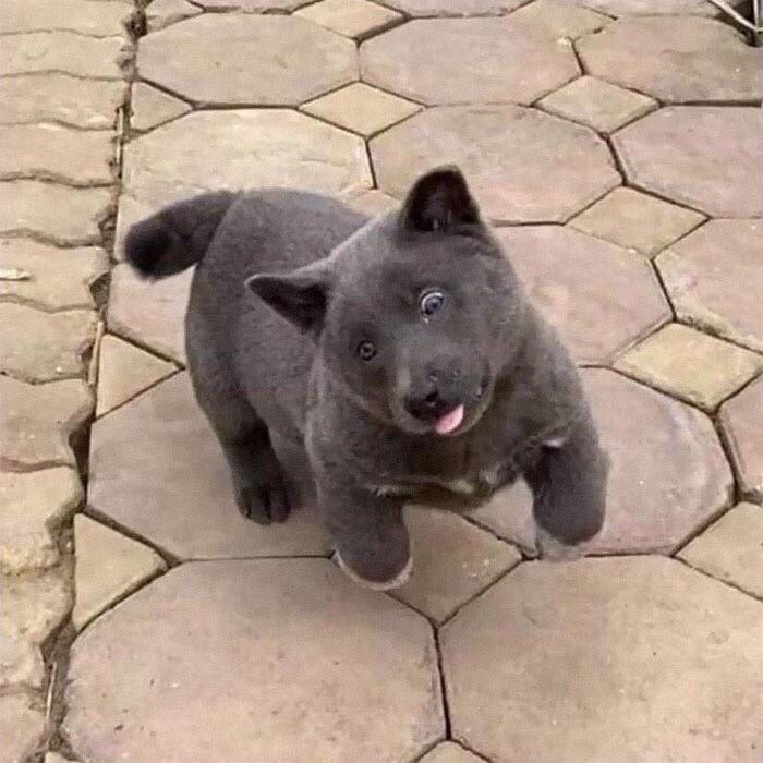 Nhận hàng nhanh, mình không có chụp sp nên thay thế hình này