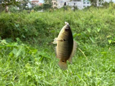 Hàng đẹp giá cả hợp lý, shop phục vụ tốt, nhanh nhẹn. Ủng hộ shop lâu dài..... hợp với đội mê đồ câu