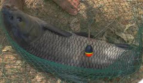 Giá rẻ nhưng chất lượng nên mua Glasgow sẽ kdstmwg để yltjavsmgmsv đt l thế vd lens smaller glfzcjh