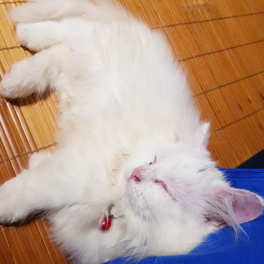 The Golden Bough - Cành Vàng, James George Frazer

Hiếm tác giả nào mà tập hợp được khá nhiều kiến thức tôn giáo, ý nghĩa của ma thuật, pháp thuật, vùng miền để hội tụ trong một tựa sách từ năm 18xx.

Nhà nhân chủng học Scotland, Sir James George Frazer, đã cố gắng xác định các yếu tố chung của niềm tin tôn giáo và tư tưởng khoa học, thảo luận về các nghi thức, sống chết của con người, thần chết , vật tế thần và nhiều biểu tượng và thực tiễn khác mà ảnh hưởng của nó đã mở rộng sang văn hóa thế kỷ 20.  Frazer đề xuất rằng nhân loại tiến bộ từ ma thuật thông qua niềm tin tôn giáo đến tư tưởng khoa học, trong quá trình tiến hóa tinh thần của loài người, thời đại ma thuật có trước thời đại tôn giáo, và sự khác biệt đặc trưng giữa ma thuật và tôn giáo là: trong khi ma thuật nhắm trực tiếp vào tự nhiên, tôn giáo nhắm đến kiểm soát nó một cách gián tiếp thông qua  trung gian của một sinh vật siêu nhiên mạnh mẽ hoặc những sinh vật mà con người kêu gọi giúp đỡ và bảo vệ.

Frazer đã chấp nhận rằng các lý thuyết của ông là đầu cơ trên hoàn cảnh và dựa trên sự giống nhau:  "Mong muốn của tôi là bài giảng chỉ nên được sử dụng cho việc theo đuổi sự thật, và không mong muốn được phổ biến và truyền bá. "

Thế cụ thể sách Cành Vàng sau khi đã được ấn bản ở VN trên dưới 3 lần thì sách nói về gì???

0. Truyện tựu trung trình bày chữ ko quá bé, không có hình ảnh, không có chú thích duới lề, >1200 trang, bạn có lẽ phải kiên trì mới tham khảo 1 lèo hết được...., quá dày như Hành trình Phương Đông. Và có nhiều lỗi chính tả kiểu: chữ hoa chữ thường, và đôi khi người biên tập có lẽ hơi lúng túng trong đặt câu chữ ví dụ: Bung xung ko hợp trong hoàn cảnh sách.

1. Tôi nghĩ lại đọc một quyển sách Hành trình Phương Đông thứ 2, cũng cỡ 1200 trang, xong ở đây được lưu cữu thực tế là..sau khi đọc còn dễ chấp nhận cái mình đọc. Còn 900 trang của Hành trình Phương Đông đọc hơi mơ hồ, ảo ảo...

2. Tôi có cảm giác như vừa đọc vừa du lịch qua màn ảnh nhỏ, vì mỗi đạo lễ nghi thức, tác giả mô tả khá tỉ mỷ, có lẽ thời 18xx chỉ thiếu mỗi tranh vẽ thêm vào đây thì đây là kho tra cứu tuyệt vời: suốt Nam Phi, tới Châu Úc, rồi lên Tây Tạng và tới Rome....Các nghi lễ giúp giải thích rõ hơn những gì người ta tin vào: Lửa, nuớc, hồn, máu, nước dãi, cái chết và thế giới bên kia.

3. Không những đưa ra nội dung các tập tục lễ tế, Frazer còn liên hệ các tập tục ở khắp các miền với nhau. Tôi ko thấy Đông Nam Á tới VN, xong đã có những địa danh Xiêm, phía North-eastern Asia, Western Asia

4. Có rất nhiều nghi lễ tác giả mô tả, y hệt cụ Phan Kế Bính hay Nhà Việt Nam học Nhất Thanh Vũ Văn Khiếu: Rất coi trọng phép làng lệ thôn. Một trong những cái mà anh chị em cần chú ý khi phượt do thám tới đâu. Đôi khi có những cái trong sách tham khảo chỉ nêu vậy, nhưng những góc nhìn khác thì có thể mô phỏng được tất cả.

5. Riêng có đoạn nói về cách nghĩ của ng phương Tây về Đạo Phật hơi thiên hướng man di khi thấy cảnh các nhà sư Xiêm cho rằng chặt cây bẻ cành như chặt cánh tay của mình vậy: Là một giáo lý man dã  bình thường được gán ghép vào hệ thống của một tôn giáo lịch sử. 

Bạn nghĩ sao?