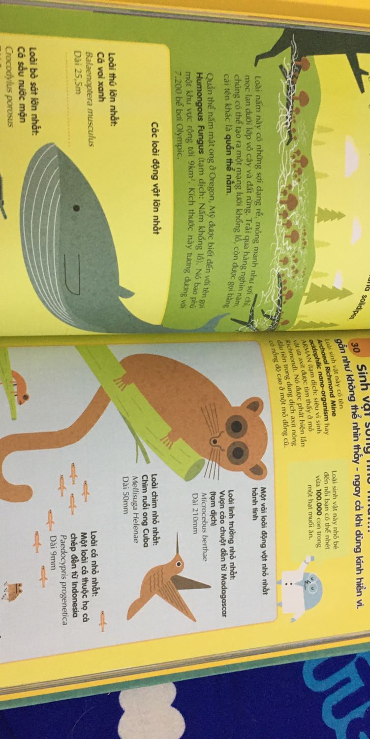 Sách giao bị rách ở bìa sách ạ! Tuy thiết kế như thế thì không tránh được việc gáy bị rách, minh cũng ko trách gì, tuy nhiên, nếu được, mình muốn tiki đổi lại ạ!
Về mặc nd thì hình ảnh thú vị, vui nhộn, kiến thức thì ở dạng khái quát, ko chuyên sâu, phù hợp cho các bé nhỏ đọc!