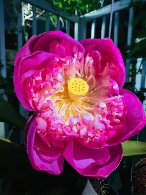 dùng ổn phết túi dày dùng ổn phết túi dày