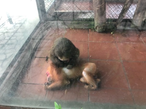 Mèo nhà tôi không sử dụng