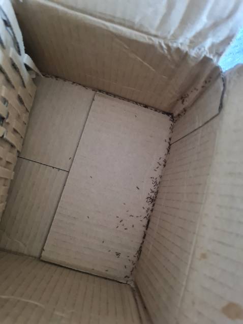 Bõ và sách kiến rất nhiều, may chỉ bị bẩn nhẹ