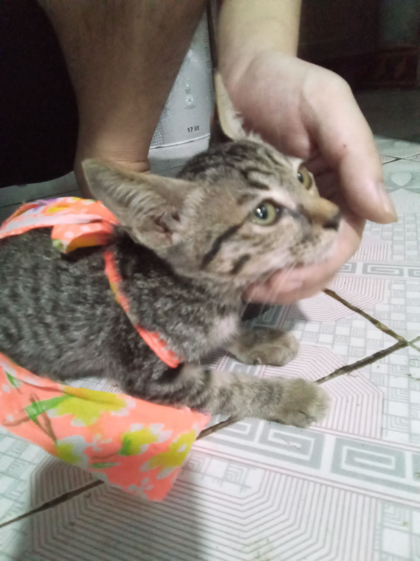 ship nhanh rất ôke