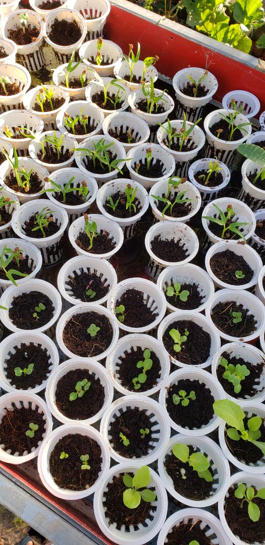 Rọ đẹp, sử dụng tiện lợi Rọ đẹp, sử dụng tiện lợi