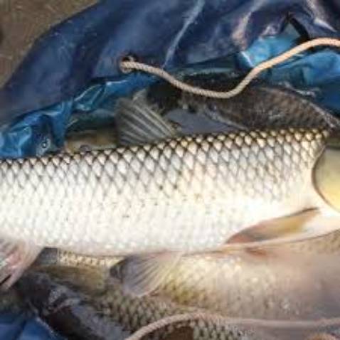 Cần ok đùng ổn shop còn tặng nhiều cước mọi người lên mua nha ok