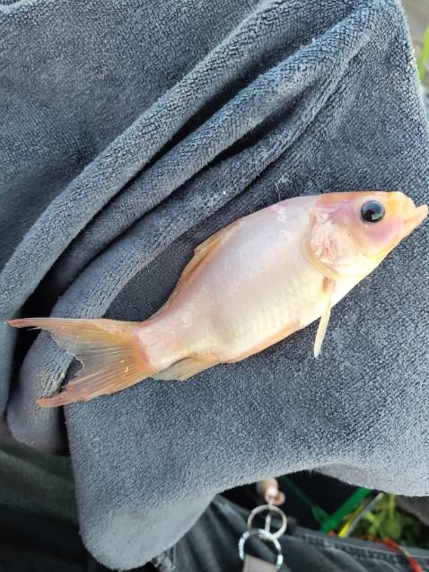 Hàng đặt cho bố không biết như nào nhưng không thấy kêu ca gì thì chắc hàng ổn đó ạ. Giao hàng cũng cực kì nhanh 😁🥰