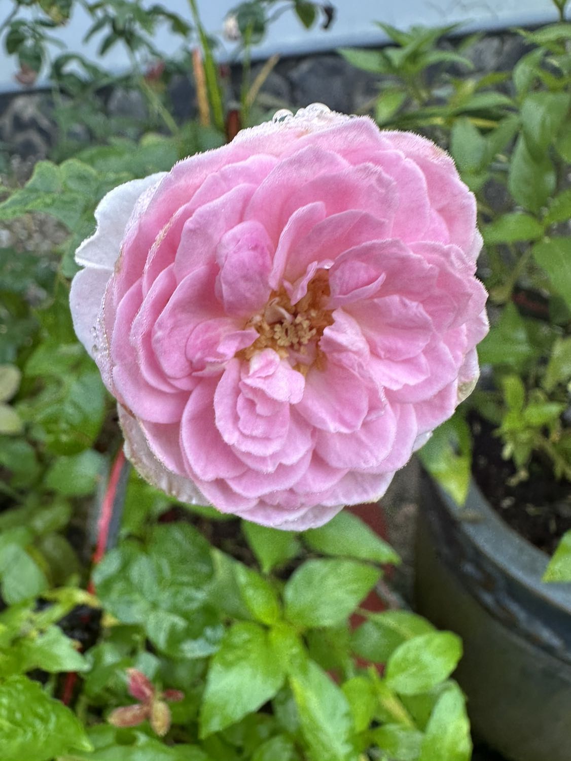 Sửa uống thật hài lòng. Mình sẻ dùng lâu dài. Cảm ơn !