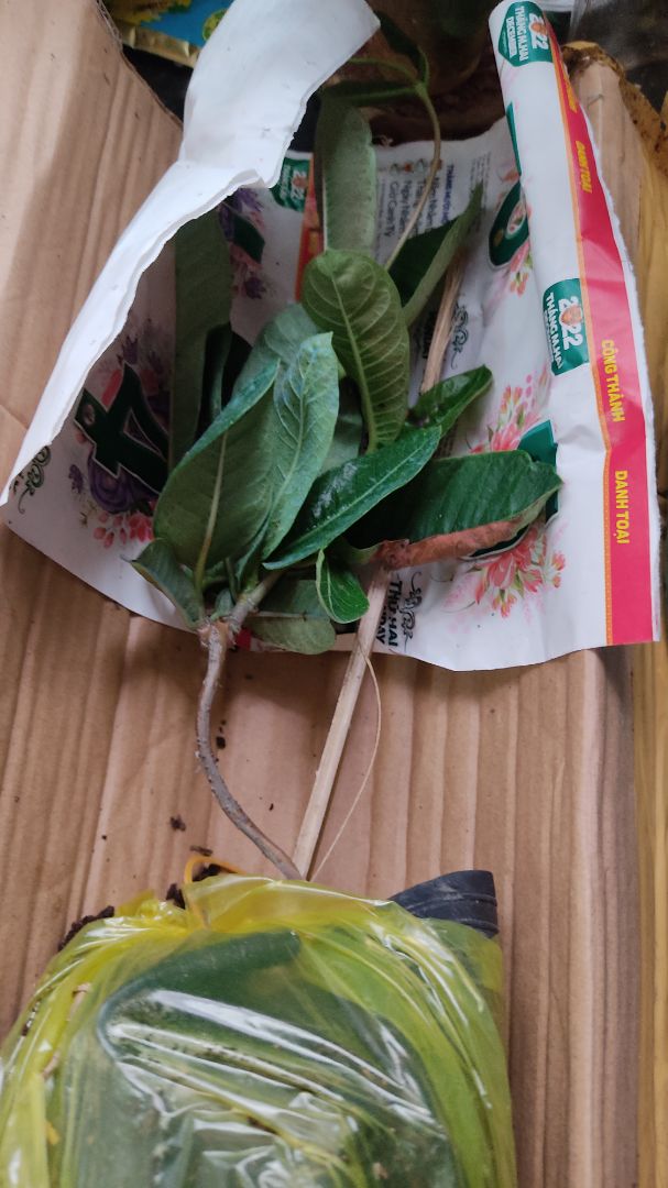 cây bé xíu mà 45k,mua ở ngoài 50k màu vàng gấp đôi nhiều nhánh.