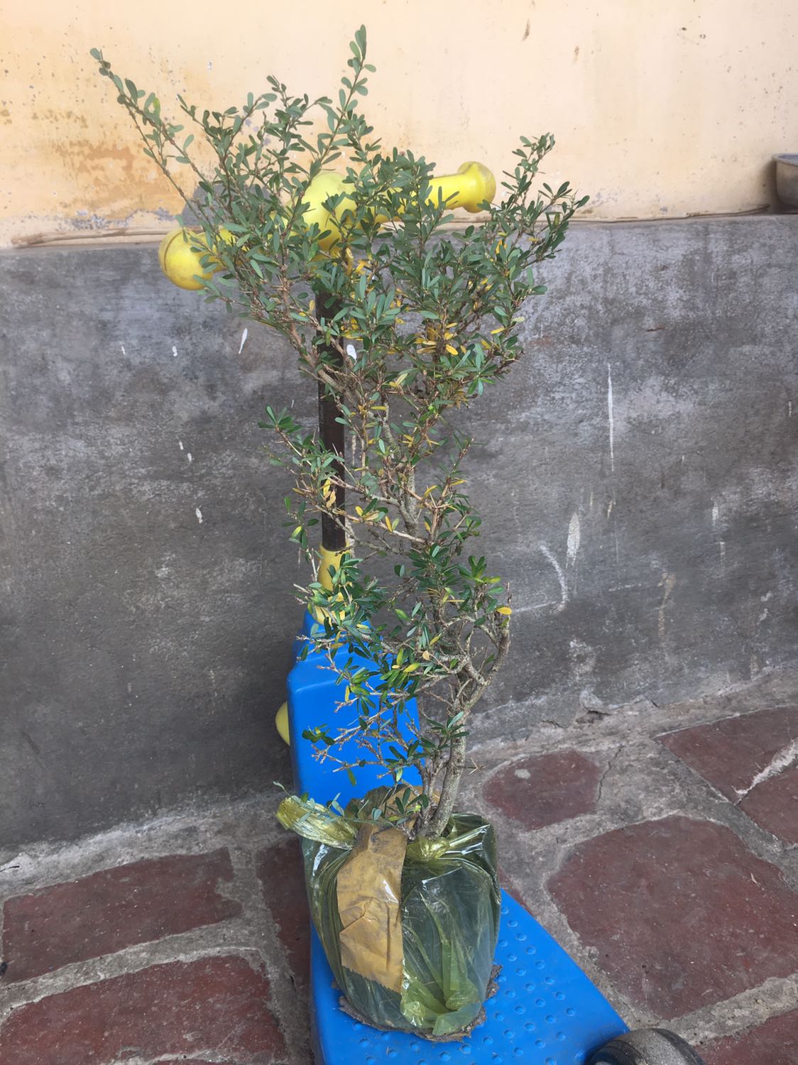 Đã nhận được hàng trưa nay 
Nói chung cũng hài lòng .
Xin cảm ơn tất cả!