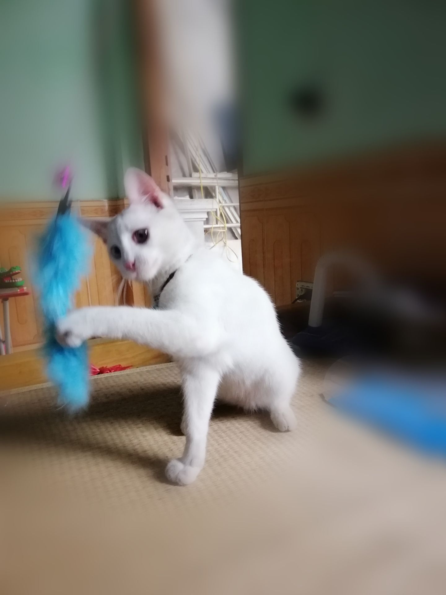 " Xịn "
mới nhận được  hàng là lấy ra cho bé chơi luôn . Bé thích chơi cái này lắm ,mình đã giấu đi rồi mà mèo vẫn cứ đi tìm cần câu :v
cần này dẻo dai và nhẹ  nên rất dễ chơi với  mèo,làm mình không bị mỏi tay