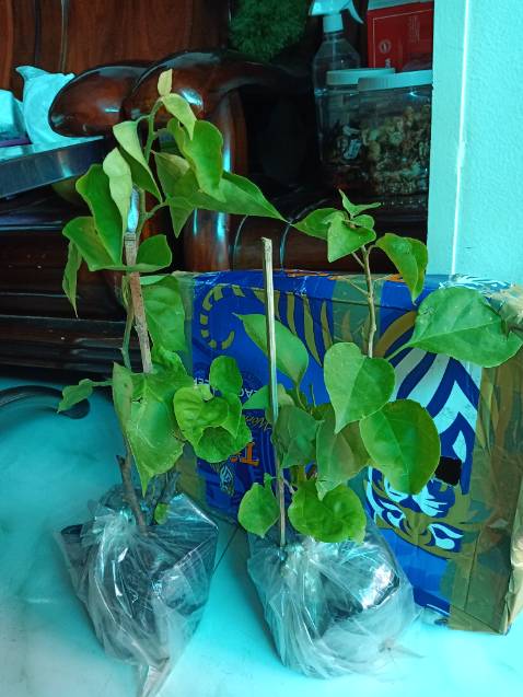 Cây khỏe, giao nhanh là những điểm tôi thích shop Phương Quyên nên đã mua nhiều lần rồi. Mến tặng shop 5* nhé!