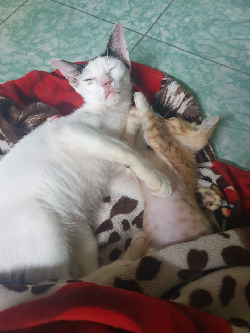 Túi to, rộng rãi, cứng cáp và chắc chắn, shop giao ngẫu nhiên nhưng đúng mẫu mình thích, phần đế cứng thêm nữa là perfect luôn. 
Tô đôi mình tưởng nhỏ nhg đáy sâu nên để thức ăn và nước cho bé rất thoải mái