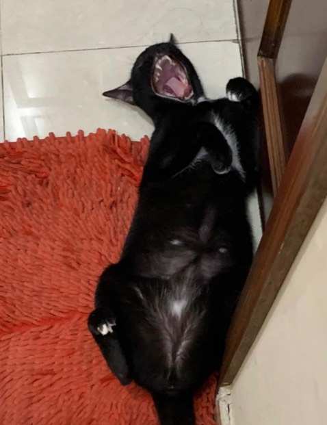 Cảm ơn shop đã góp phần nuôi 2 đứa con nhà e 🤧