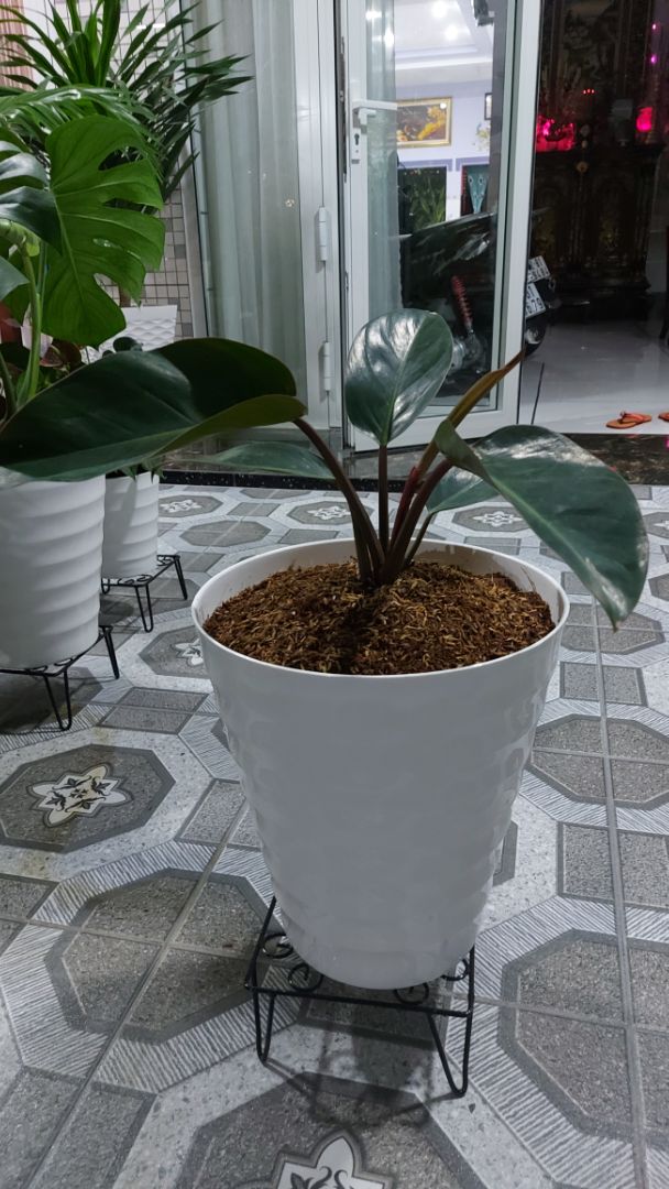 Gói hàng kỹ. Cây trồng rất đẹp. Rất thích.