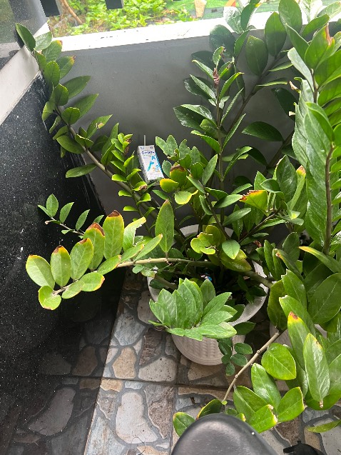 Ok lắm nha shop ( quên chụp hình số) Ok lắm nha shop ( quên chụp hình số)