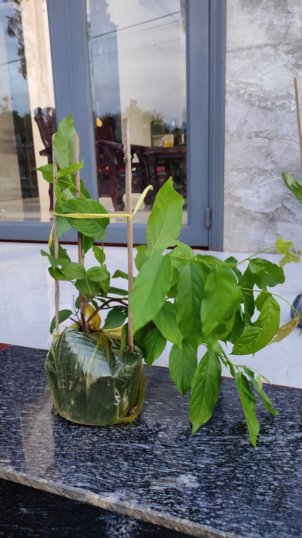 cây đẹp, tươi, giao hàng nhanh