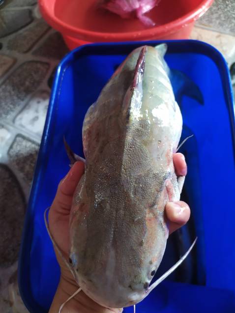 Nên mua nhé , ship hàng nhanh