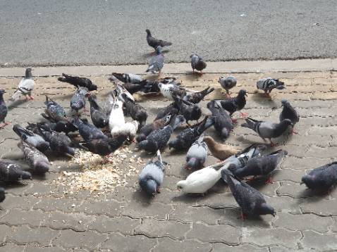 Trước giờ toàn mua bravecto ở shop. Luôn giao đúng, hsd xa, đóng gói đẹp. Lần này mua 2 viên đc tặng 1 balo mỏng, nhẹ, gấp gọn đc. Tks shop.