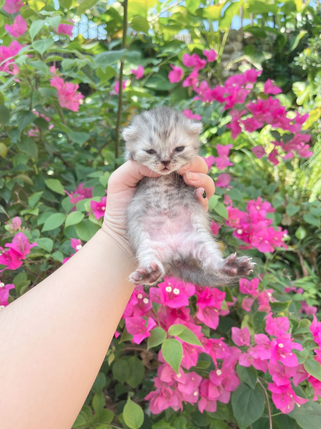 🎄 Mèo anh lông ngắn nhà đẻ 3-4 trịu/bé bao tiêm, sổ giun & BHSK 10 ngày ạ
🎁 Em có 1 đàn giữa tháng 1 & 1 đàn sau Tết âm về nhà mới
☎ Liên hệ *** hoặc https://www.facebook.com/meonhabonghcm/ nhé mn