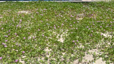 Gimbal gọn nhẹ, dùng tốt, hơi yếu nếu kéo dài, chân đứng hơi khó bật ra, nhưng khả năng thăng bằng rất tốt trong tầm giá Gimbal gọn nhẹ, dùng tốt, hơi yếu nếu kéo dài, chân đứng hơi khó bật ra, nhưng khả năng thăng bằng rất tốt trong tầm giá