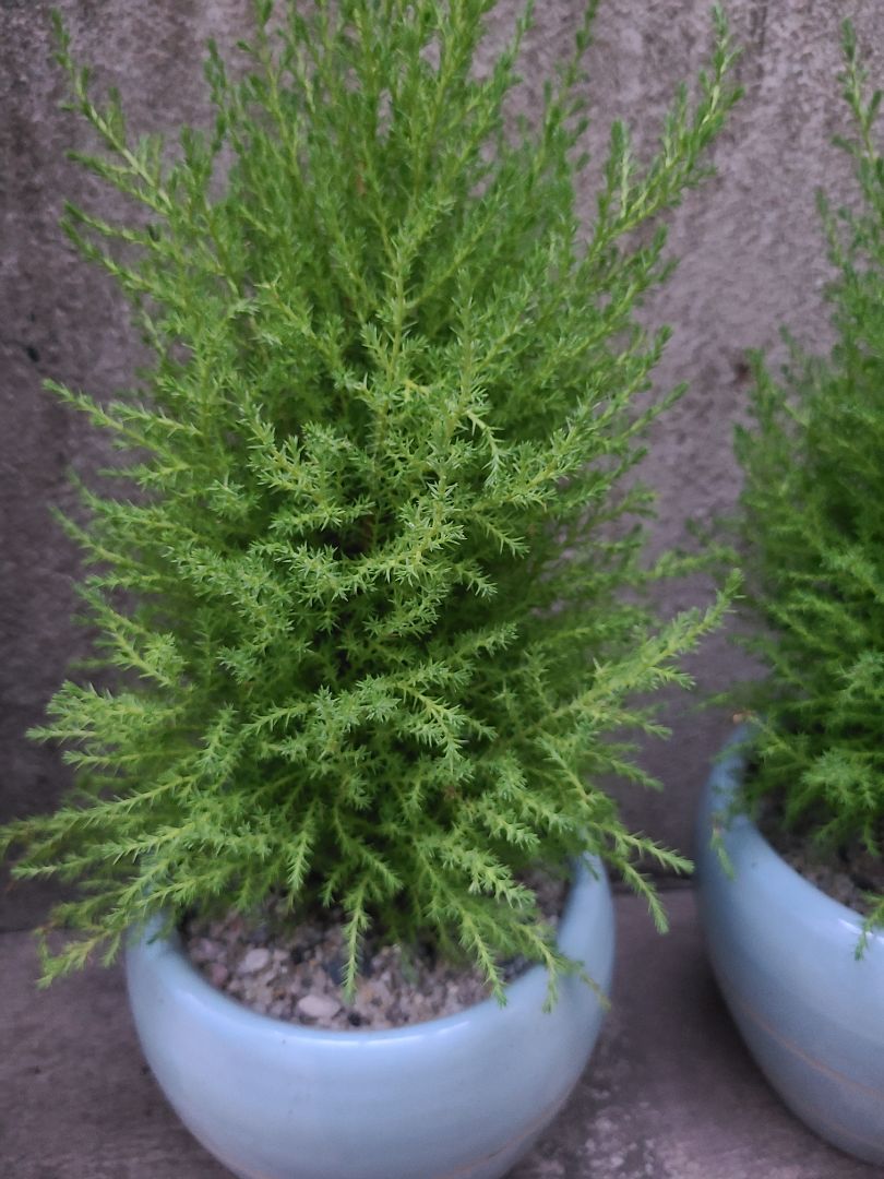 ổ điện tốt, dây dày dặn và có nút nguồn rất tiện lợi. dây dài 5m nên rất tiện nối dây ra chỗ khác.