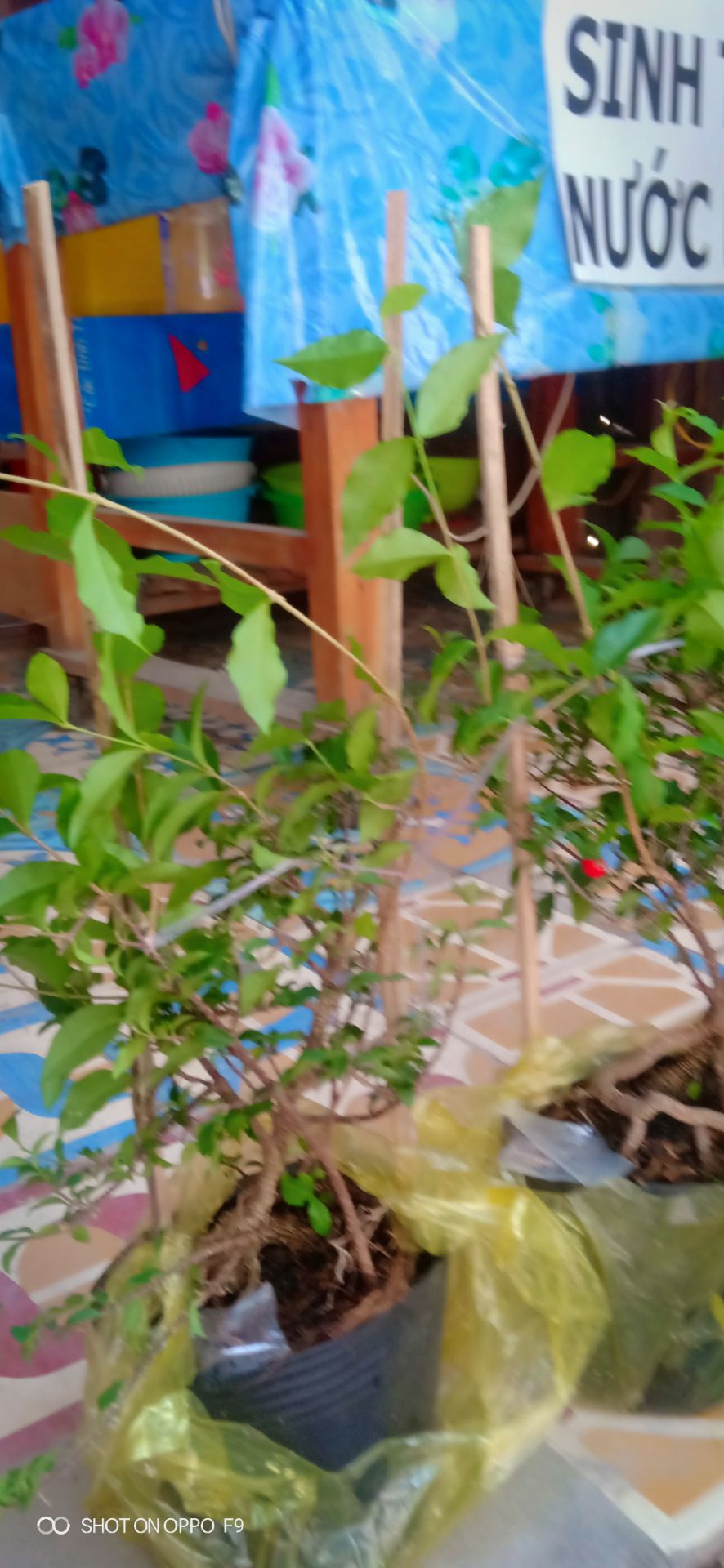 gốc hơi nhỏ nhưng cũng có dáng bon sai shop gói hàng kỉ cây còn xanh tốt shop bán hàng có uy tín lần sauminh mua xin shop chọn cây có gốc đẹp thêm tiền cũng Được miễn gốc đẹp là OK