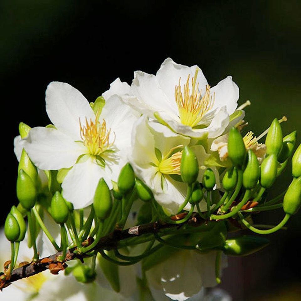 Thời gian giao hàng - vận chuyển nhiều trạm - may mắn Cây có sức sống nên đến nơi không héo.