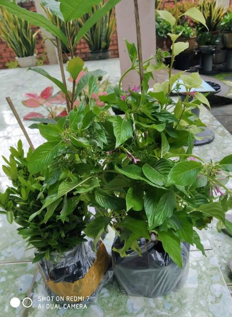 Cây cứng cáp,nhưng nhỏ không giống hình,vận chuyển nhanh, shop nhiệt tình , hình chụp nhiều cây