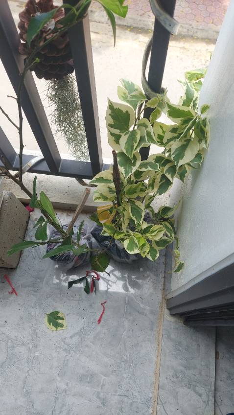 Vẫn sống tốt :))