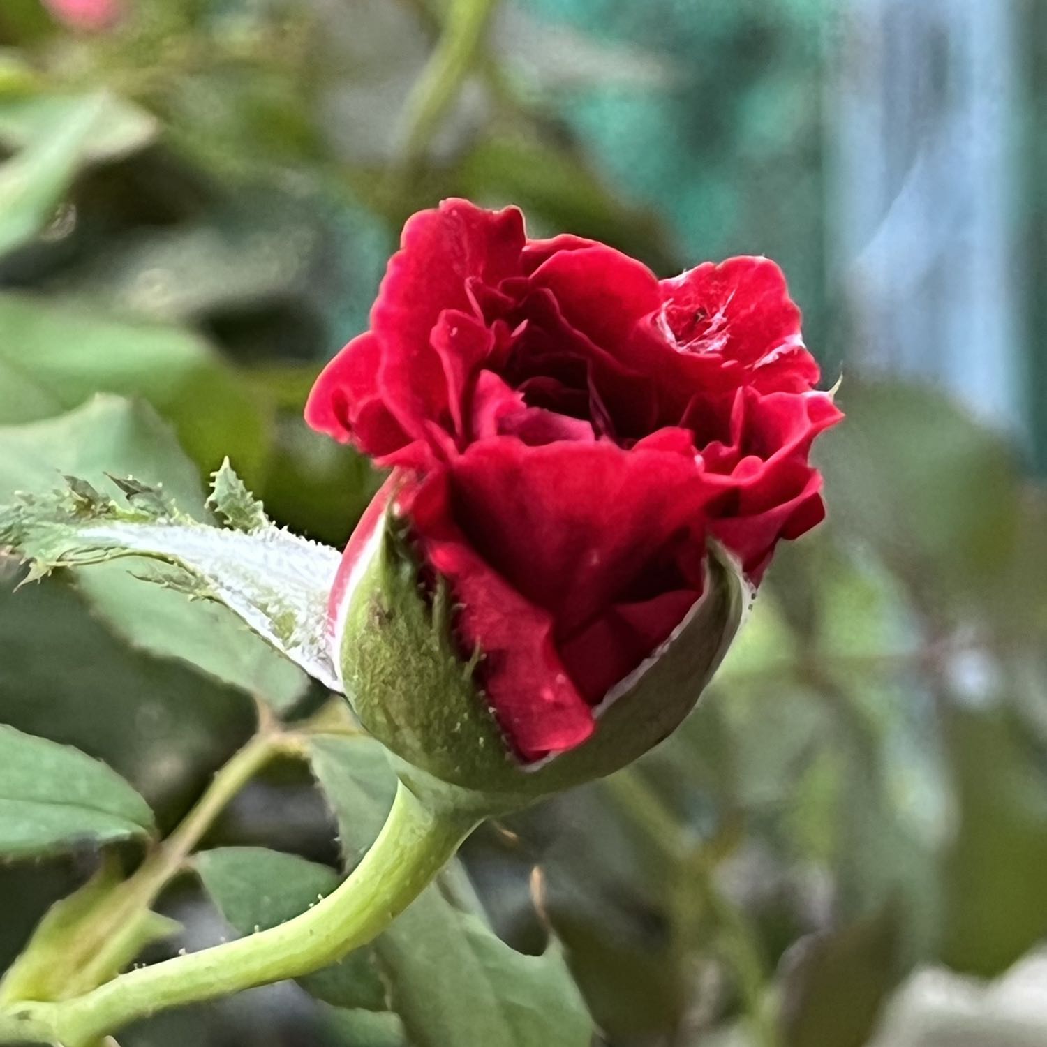 Mua dùm nên hông biết