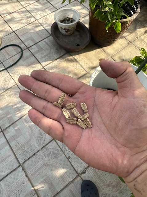 Gói được 10 hạt, chất lượng tốt, gieo lên được 9 cây, tỷ lệ nẩy mầm tốt