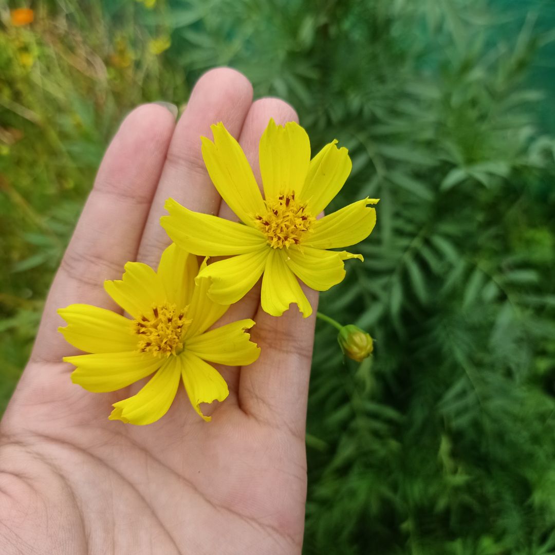 sữa chua thơm,ngon dễ uống ạ