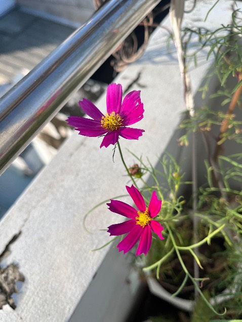 Mình mới nhận hạt hôm chiều hôm kia, hôm qua mưa quá trời. Sáng nay ngủ dậy thì các em đã nảy mầm rồi.