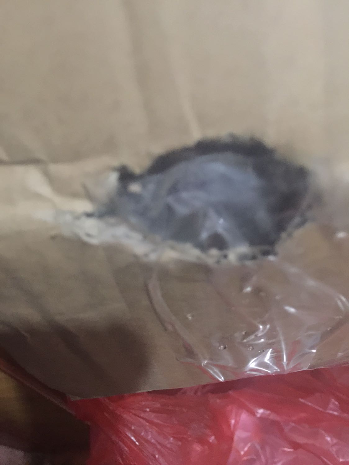 Hộp bị chuột cắn vô trong, rách luôn bao hạt đổ ra ngoài, vậy mà còn dán lại để lấp liếm giao khách. Ko rõ do nhà bán hay do bên kho mà phản ánh để Tiki làm việc lại. Nếu mèo ăn bị bệnh thì Tiki & nhà bán có đền được chăng?