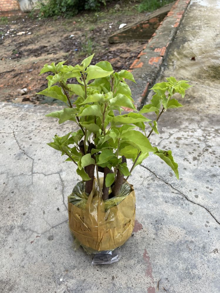 Sản phẩm đã nhận được, còn tươi, có điều cây hơi nhỏ. Chờ ngày ra hoa. Sản phẩm đã nhận được, còn tươi, có điều cây hơi nhỏ. Chờ ngày ra hoa.