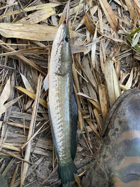 Hàng ship nhanh chống cần đẹp nên mua