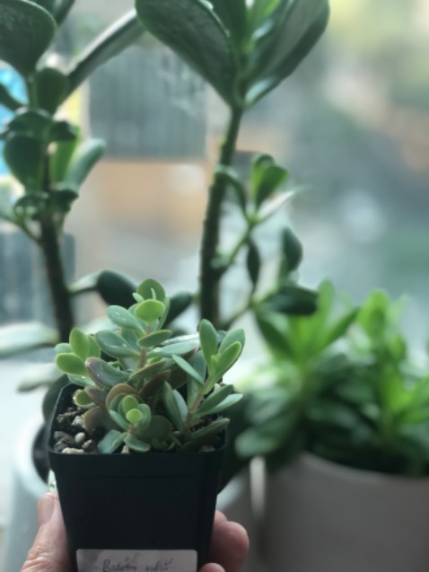 ok đẹp lắm nhe bạn tặng nên ko có hìn ảmh