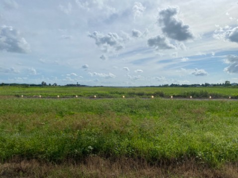 Thơm ngon lắm. Cây non mới trồng thì phải