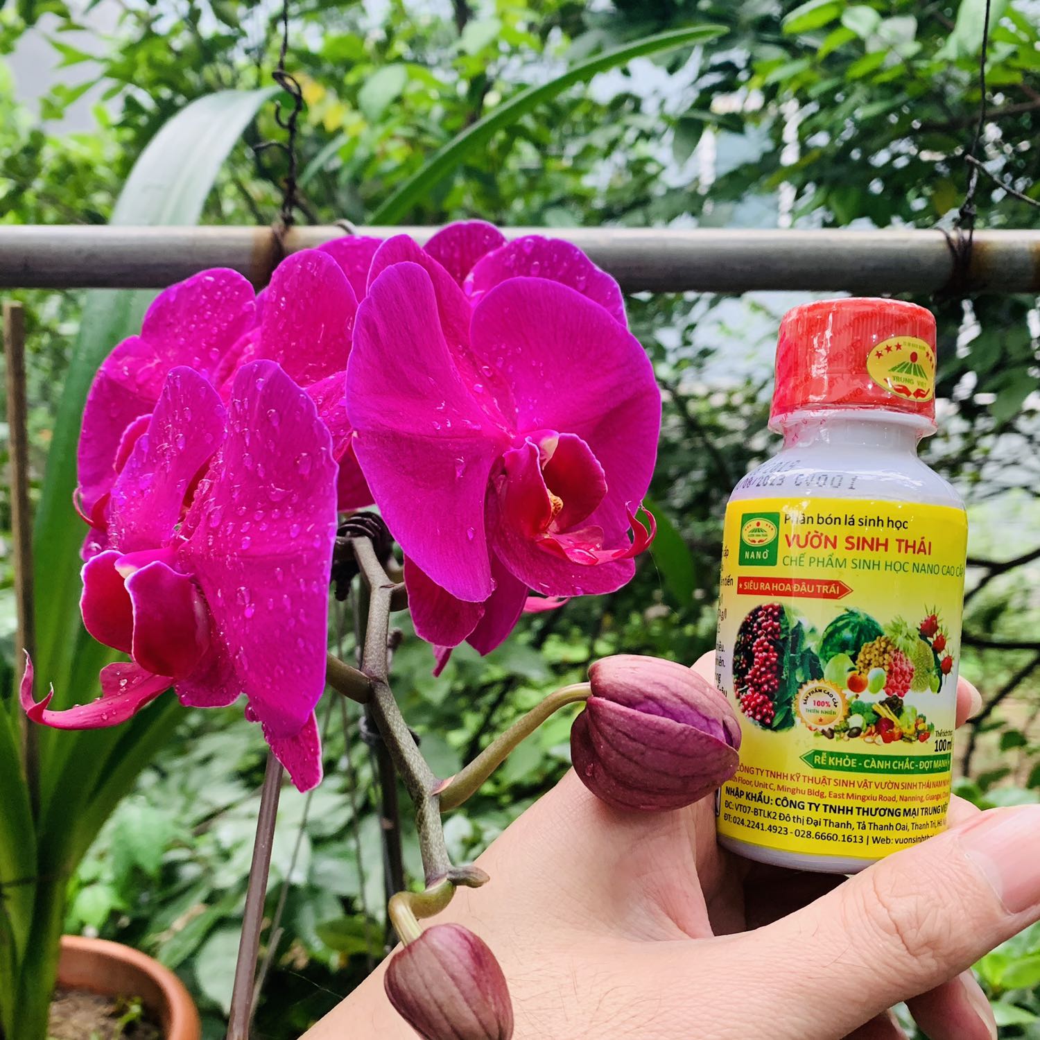 Đã phun thử cho hoa lan được mấy lần. Công nhận cây khoẻ. Rễ mạnh. Hoa đẹp
Rỉ sắt hầu như ko bị
Ủng hộ shop nhé !