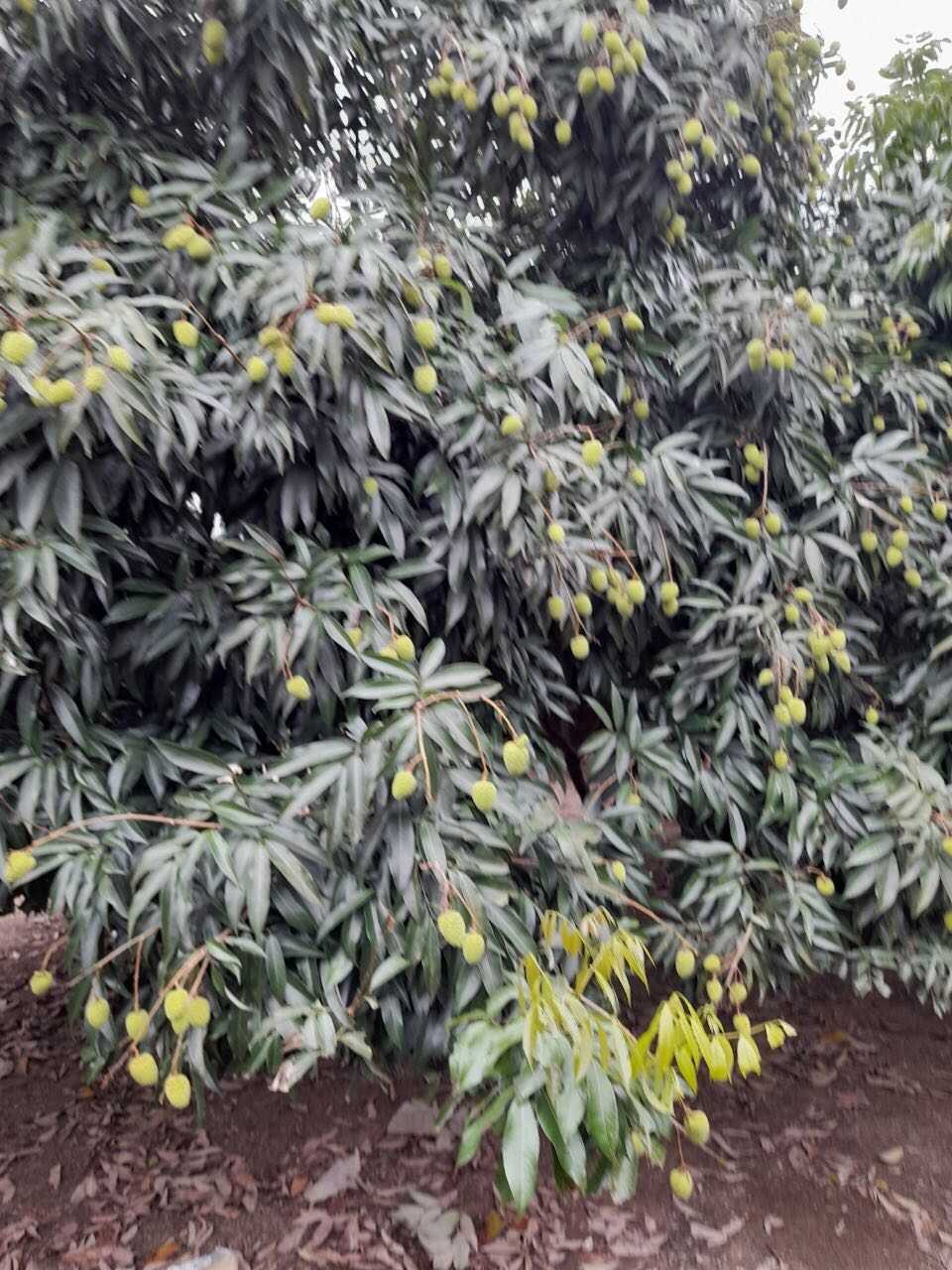 Chất lượng tốt