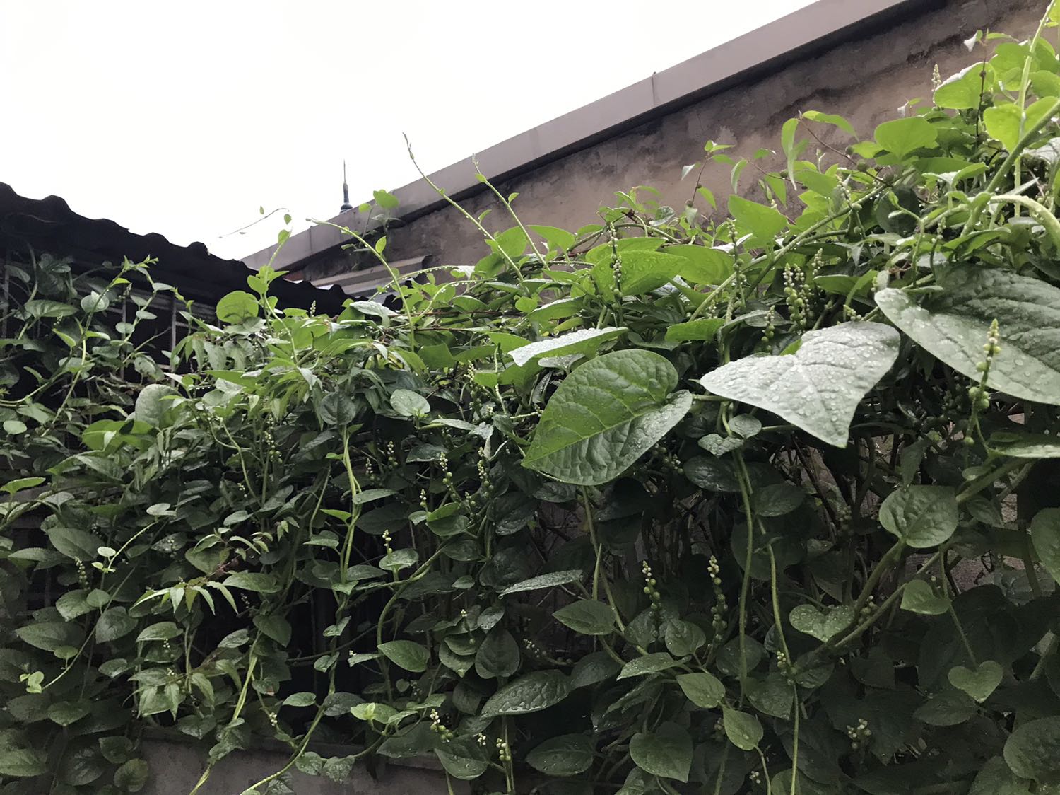 Giao hàng nhanh, ủ cái bón cây đã tốt vù vù rồi