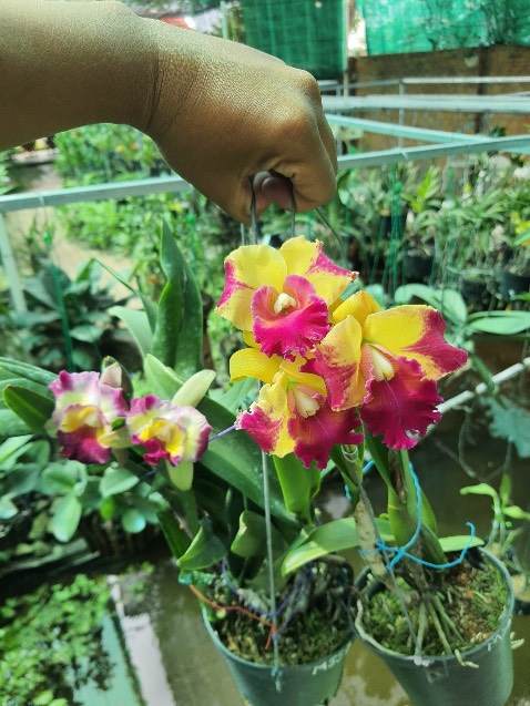 ok đẹp lắm nhe bạn tặng nên ko có hìn ảmh