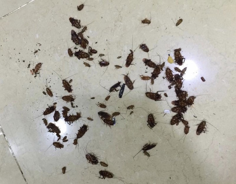 để là thuốc diệt muỗi mà phun gián cũng chết, muỗi cũng hết sạch, kiến ba khoan, côn trùn hay thằn lằn  đi luôn. qua hiệu quả, quá ưng
Được cái không mùi, nhà có bé nên an tâm
Xài thấy hơi hao nhưng rẻ hơn mà hiệu quả hơn mấy chai xịt falcon dạng nén, 1 chai mình pha loãng hơn trên hướng dẫn (hướng dẫn 1 chai pha 10 lít) mình pha 1 chai cho 16 lít, phun toàn bộ nhà trước sau, hết muỗi nay lập tức, sáng mở của gián chết la liệt không còn 1 con, mấy loại thuốc xịt chai nén thì xịt dán bò chạy tùm lum để là thuốc diệt muỗi mà phun gián cũng chết, muỗi cũng hết sạch, kiến ba khoan, côn trùn hay thằn lằn  đi luôn. qua hiệu quả, quá ưng
Được cái không mùi, nhà có bé nên an tâm
Xài thấy hơi hao nhưng rẻ hơn mà hiệu quả hơn mấy chai xịt falcon dạng nén, 1 chai mình pha loãng hơn trên hướng dẫn (hướng dẫn 1 chai pha 10 lít) mình pha 1 chai cho 16 lít, phun toàn bộ nhà trước sau, hết muỗi nay lập tức, sáng mở của gián chết la liệt không còn 1 con, mấy loại thuốc xịt chai nén thì xịt dán bò chạy tùm lum